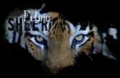 Sheer - Felino Sheer - Felino