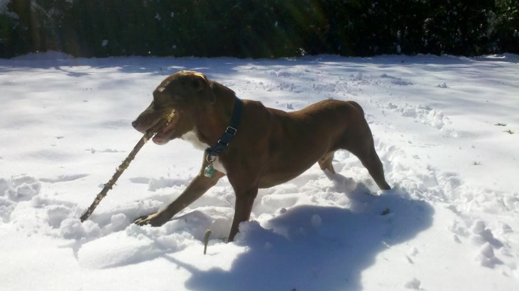 snowstick1.jpg
