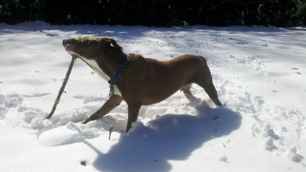 snowstick3.jpg