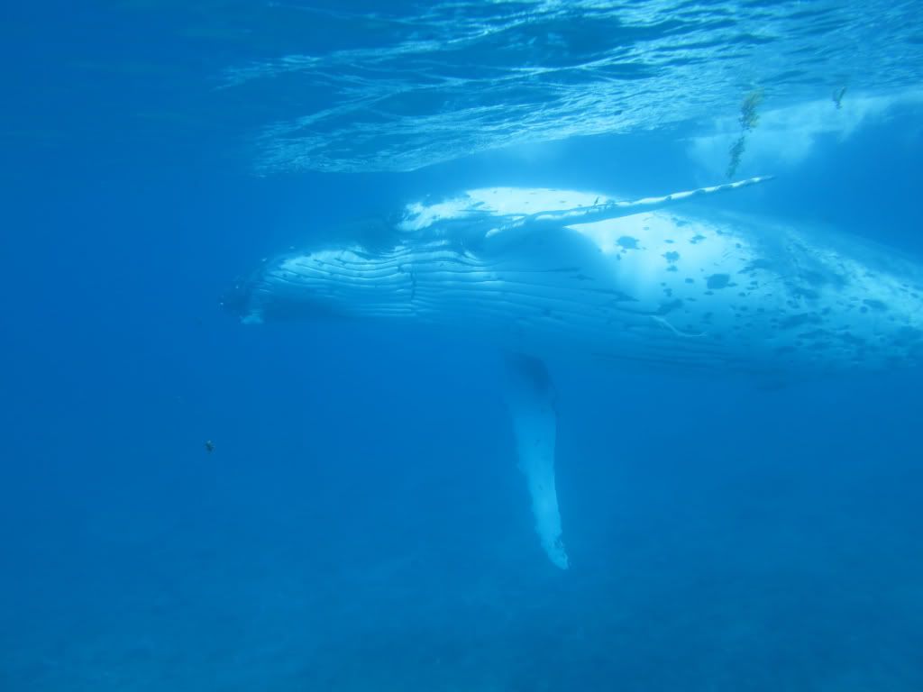 Tongawhale.jpg