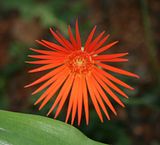 Barberton Daisy (Gerbera)