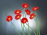 Red Gerbera's