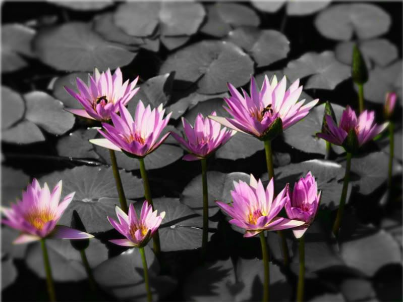 Water Lilies Pictures, Images and Photos