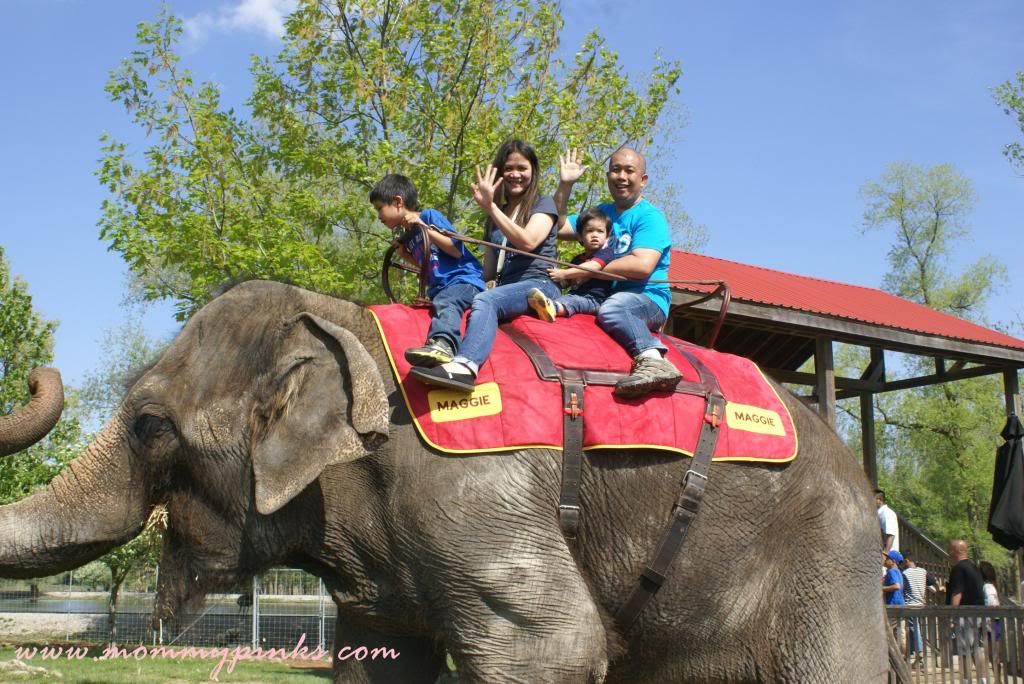 elephant ride
