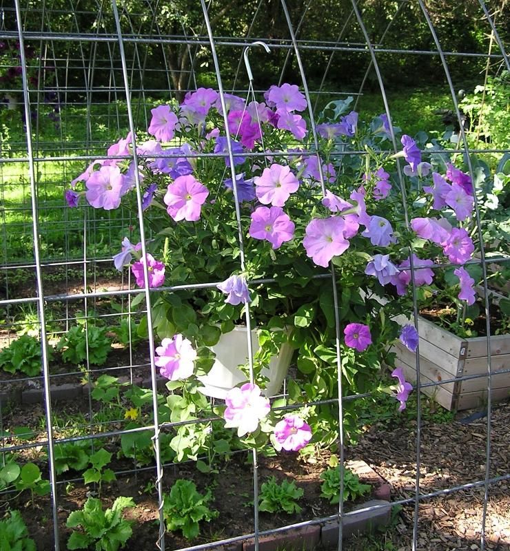  photo CelebNiagra.jpg