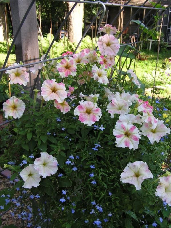  photo DolcimaFlambe.jpg