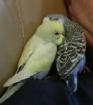 Budgies.jpg