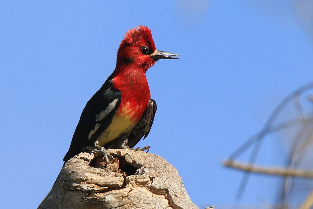 IMAGE: http://i812.photobucket.com/albums/zz47/squirl035/IMG_0149%20crop%20sm.jpg