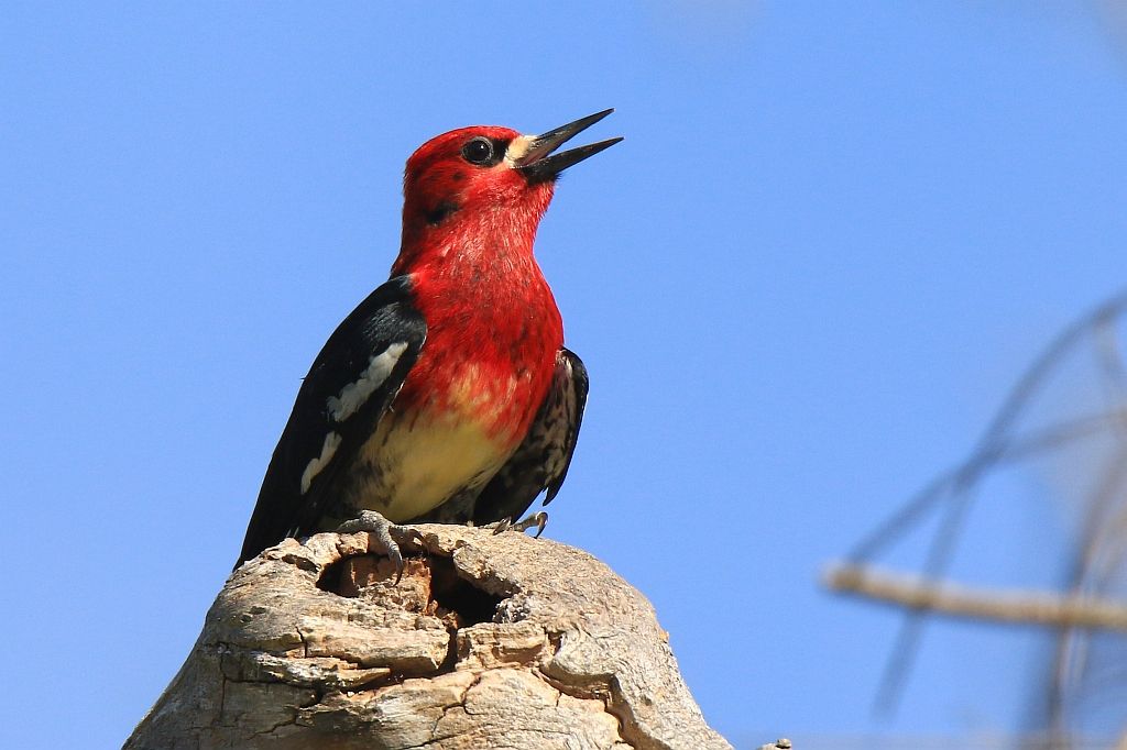 IMAGE: http://i812.photobucket.com/albums/zz47/squirl035/IMG_0155%20crop%20sm.jpg