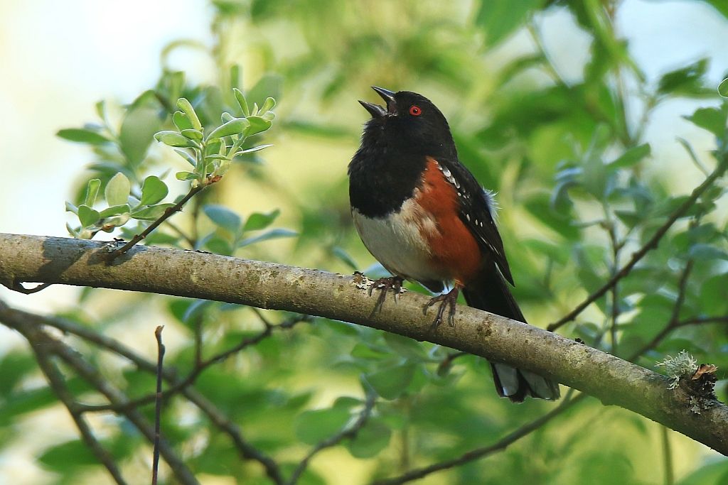 IMAGE: http://i812.photobucket.com/albums/zz47/squirl035/IMG_0360%20crop%20sm.jpg