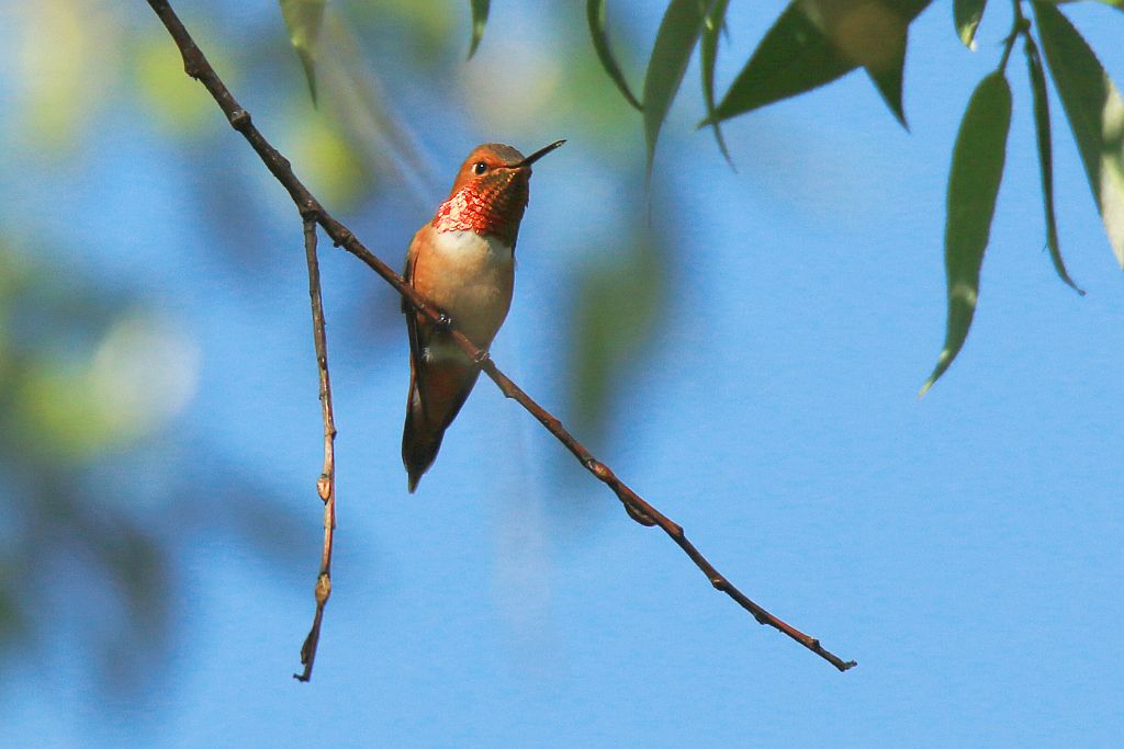 IMAGE: http://i812.photobucket.com/albums/zz47/squirl035/IMG_0409%20crop%20sm.jpg