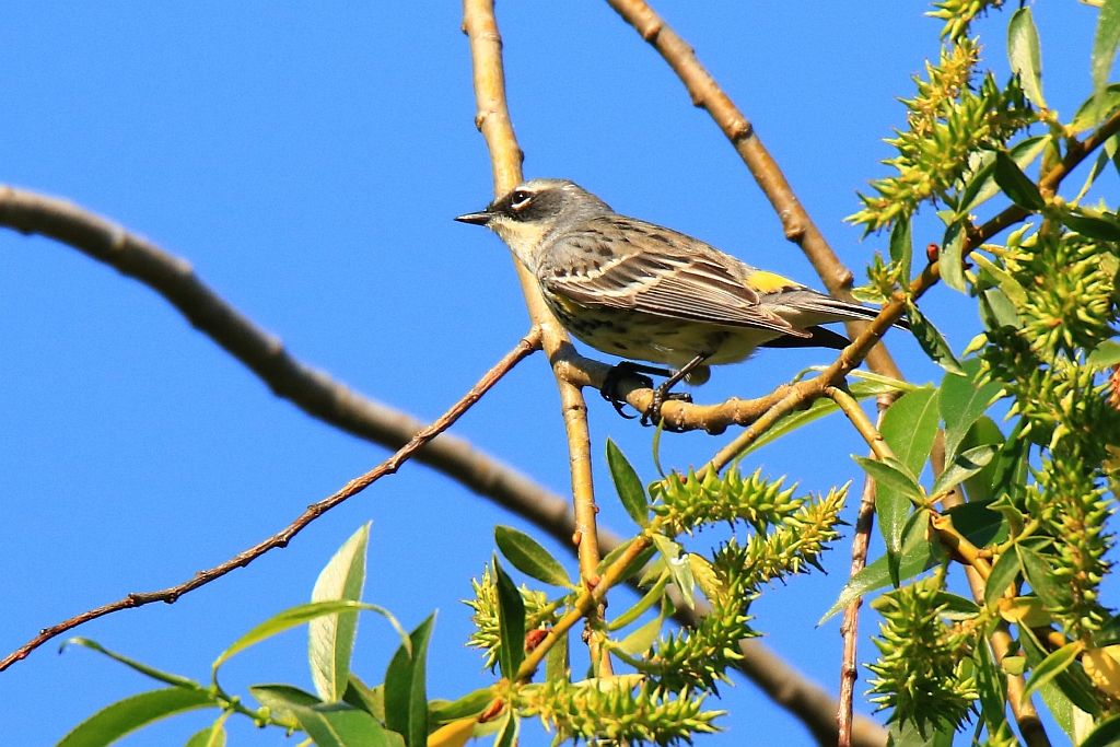 IMAGE: http://i812.photobucket.com/albums/zz47/squirl035/IMG_0496%20crop%20sm.jpg