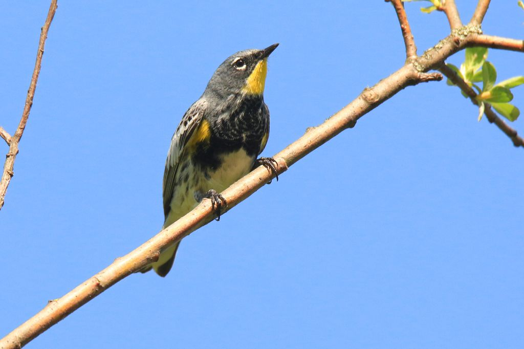 IMAGE: http://i812.photobucket.com/albums/zz47/squirl035/IMG_0519%20crop%20sm.jpg