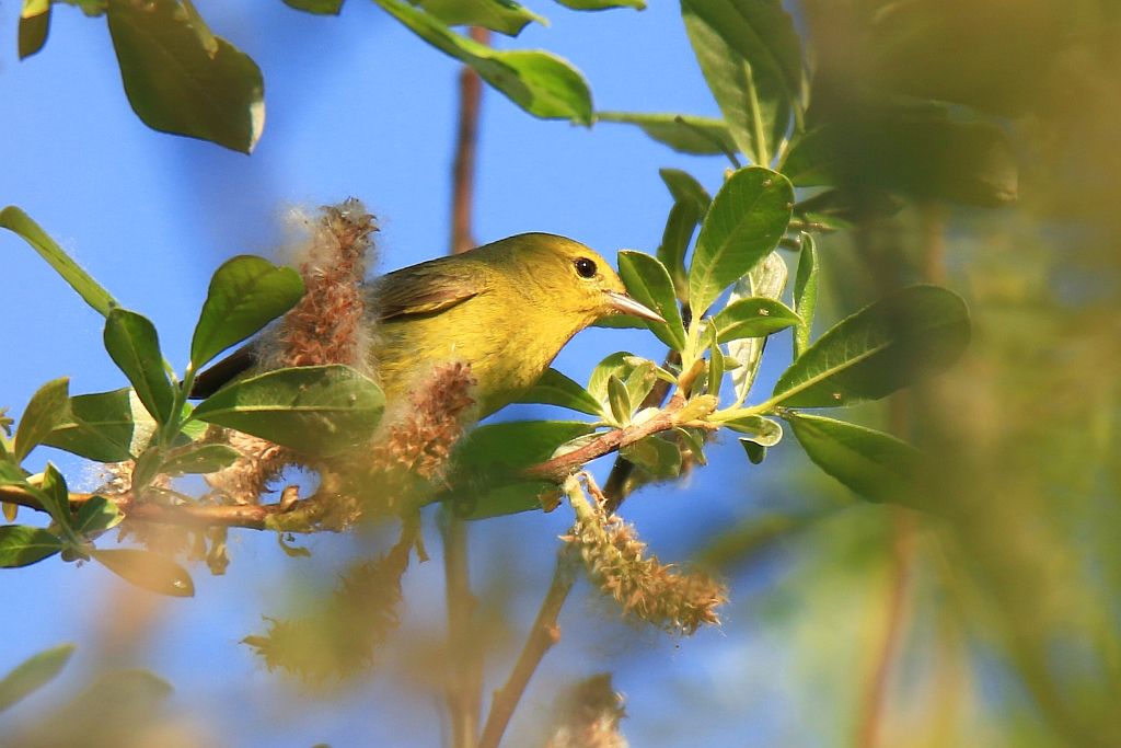 IMAGE: http://i812.photobucket.com/albums/zz47/squirl035/IMG_0574%20crop%20sm.jpg