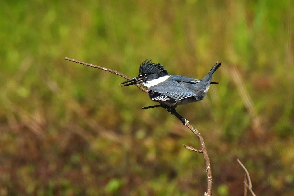 IMAGE: http://i812.photobucket.com/albums/zz47/squirl035/IMG_0667%20crop%20sm.jpg