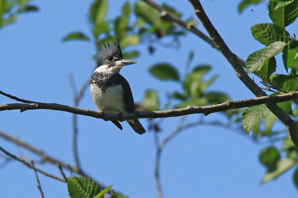 IMAGE: http://i812.photobucket.com/albums/zz47/squirl035/IMG_0759%20crop%20sm.jpg