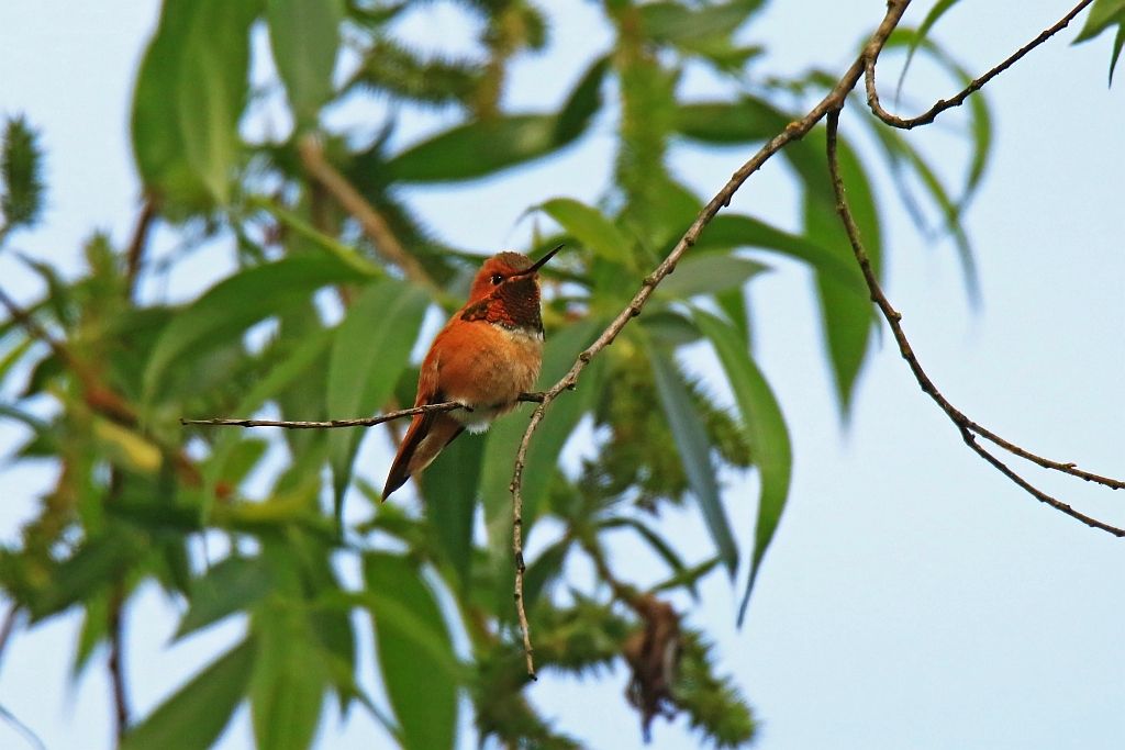 IMAGE: http://i812.photobucket.com/albums/zz47/squirl035/IMG_0919%20crop1%20sm.jpg