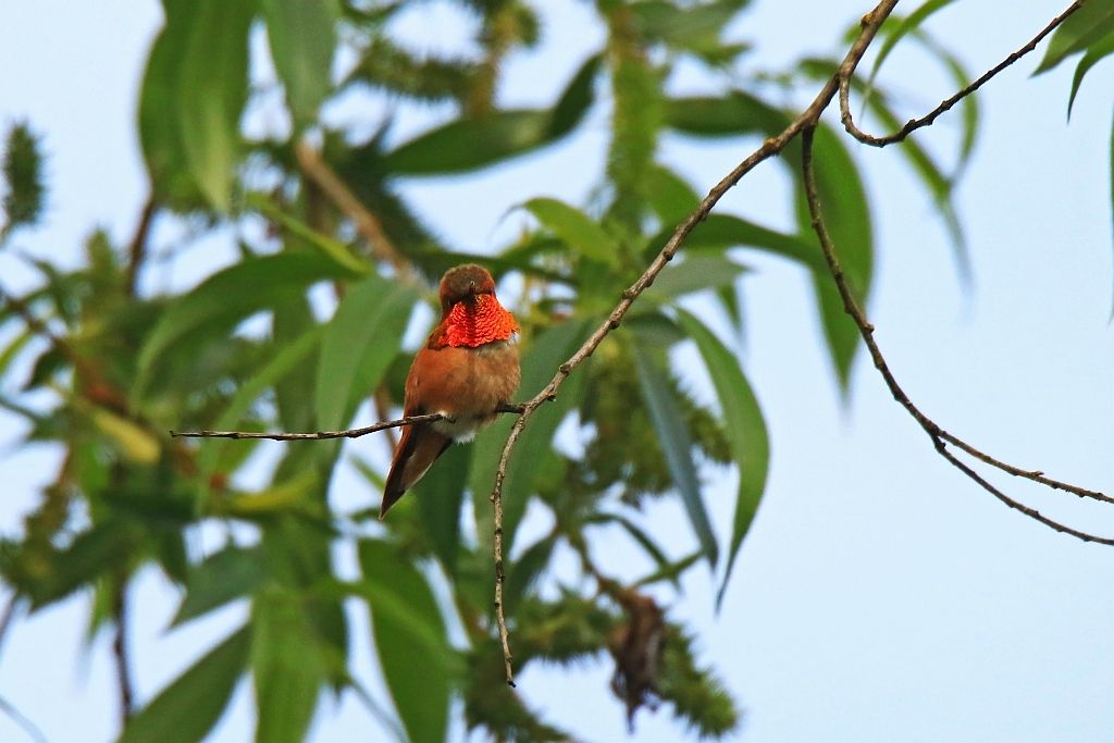 IMAGE: http://i812.photobucket.com/albums/zz47/squirl035/IMG_0929%20crop1%20sm.jpg