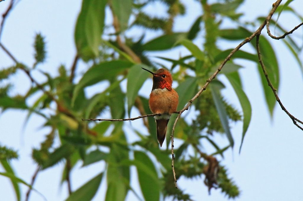 IMAGE: http://i812.photobucket.com/albums/zz47/squirl035/IMG_0942%20crop1%20sm.jpg