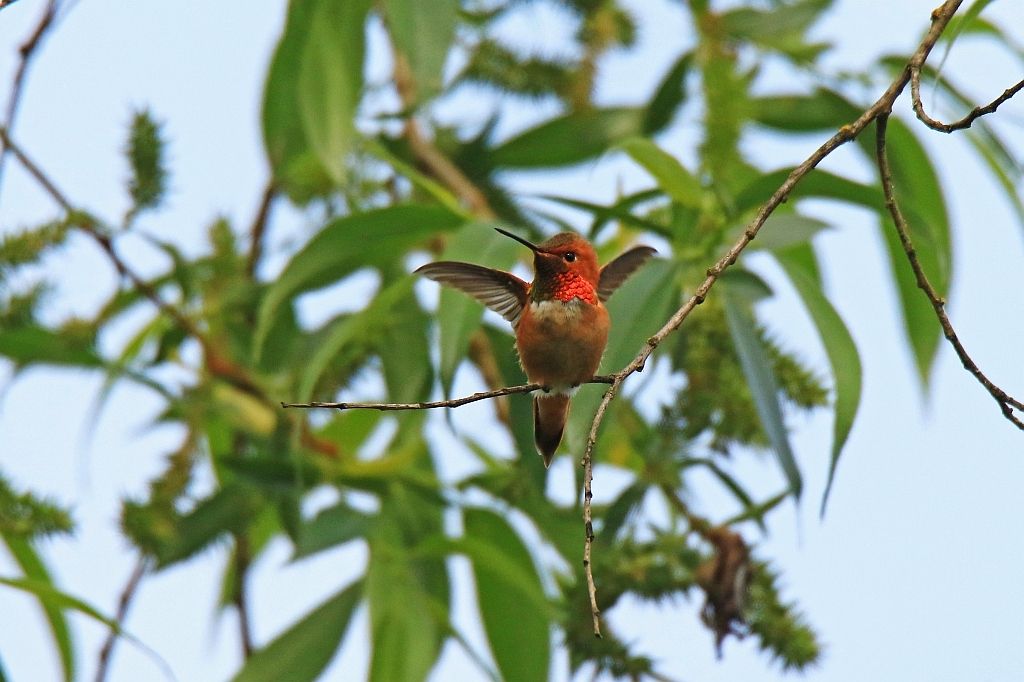 IMAGE: http://i812.photobucket.com/albums/zz47/squirl035/IMG_0943%20crop1%20sm.jpg