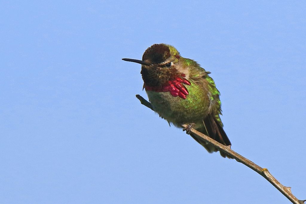 IMAGE: http://i812.photobucket.com/albums/zz47/squirl035/IMG_1370%20crop%20sm.jpg