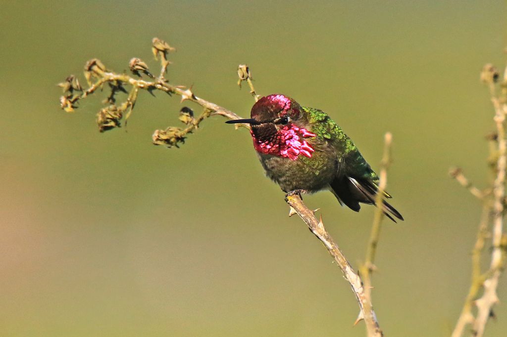 IMAGE: http://i812.photobucket.com/albums/zz47/squirl035/IMG_1405%20crop%20sm.jpg