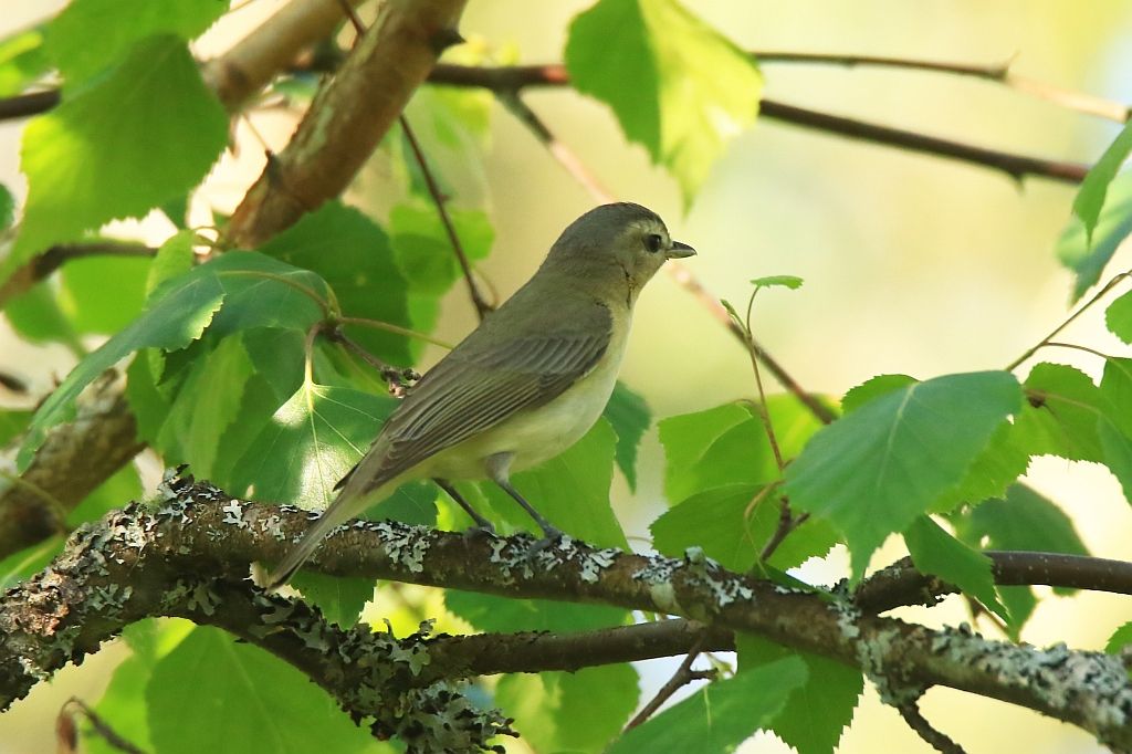 IMAGE: http://i812.photobucket.com/albums/zz47/squirl035/IMG_1766%20crop_filtered%20sm.jpg