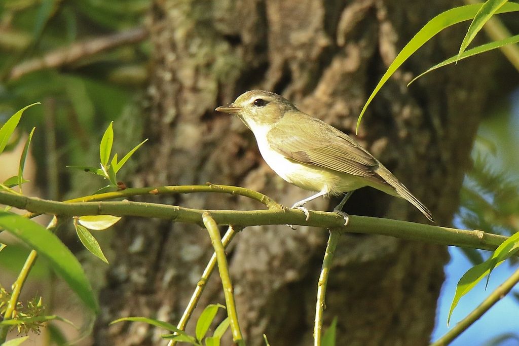 IMAGE: http://i812.photobucket.com/albums/zz47/squirl035/IMG_1796%20crop_1%20sm.jpg