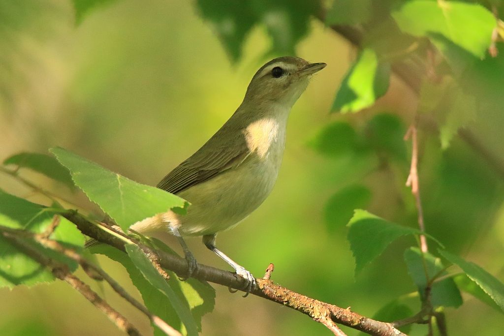 IMAGE: http://i812.photobucket.com/albums/zz47/squirl035/IMG_1822%20sm.jpg