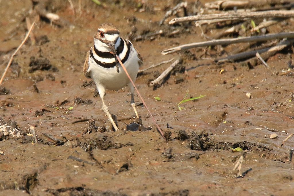 IMAGE: http://i812.photobucket.com/albums/zz47/squirl035/IMG_1882%20crop%20sm.jpg