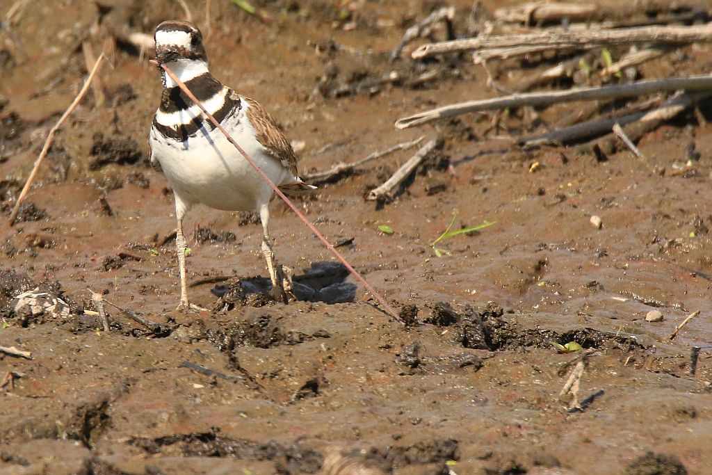 IMAGE: http://i812.photobucket.com/albums/zz47/squirl035/IMG_1885%20crop%20sm.jpg