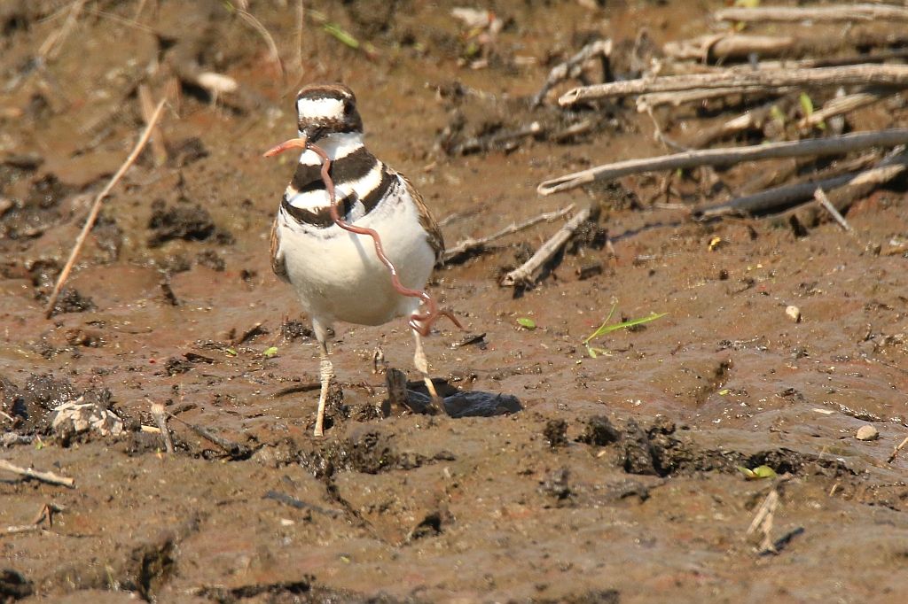 IMAGE: http://i812.photobucket.com/albums/zz47/squirl035/IMG_1887%20crop%20sm.jpg