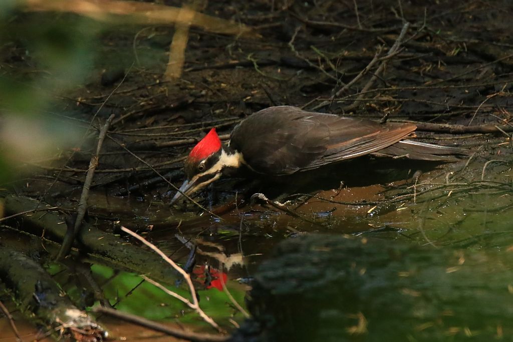 IMAGE: http://i812.photobucket.com/albums/zz47/squirl035/IMG_2019%20crop_filtered%20sm.jpg