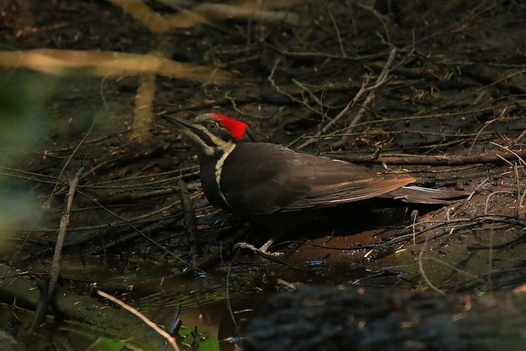 IMAGE: http://i812.photobucket.com/albums/zz47/squirl035/IMG_2024%20crop_filtered%20sm.jpg