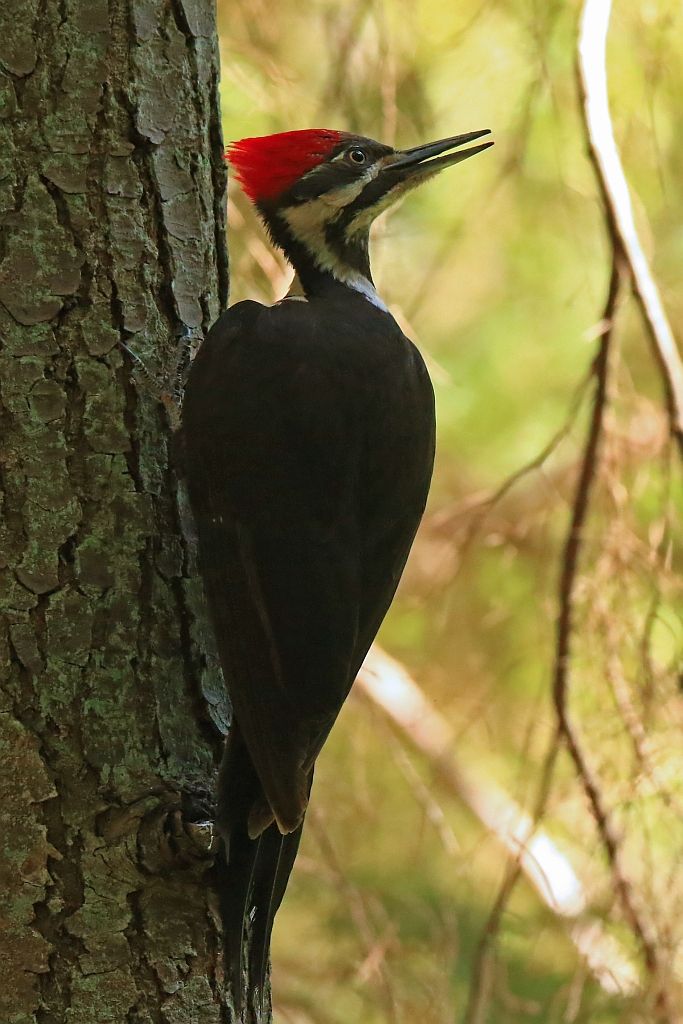 IMAGE: http://i812.photobucket.com/albums/zz47/squirl035/IMG_2029%20vert_filtered%20sm.jpg