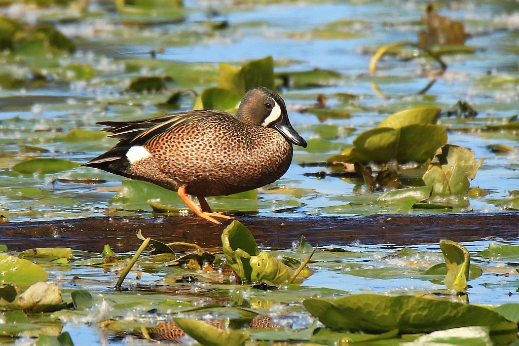 IMAGE: http://i812.photobucket.com/albums/zz47/squirl035/IMG_2125%20crop%20sm.jpg