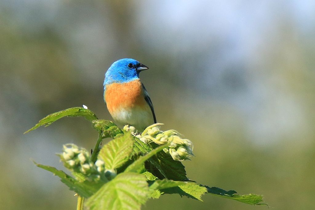 IMAGE: http://i812.photobucket.com/albums/zz47/squirl035/IMG_2230%20crop%20sm.jpg