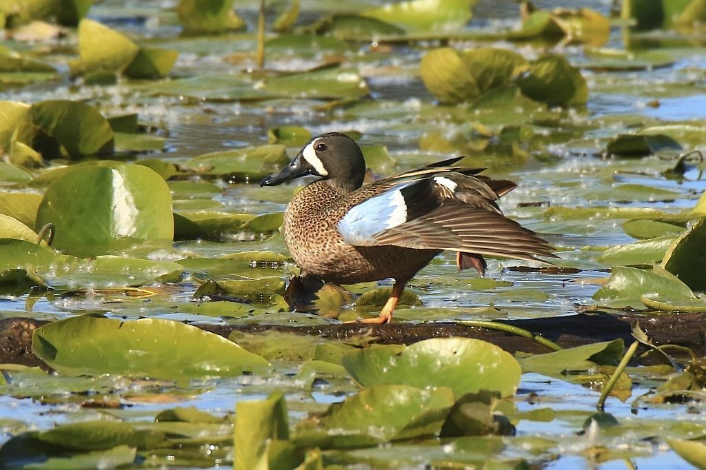 IMAGE: http://i812.photobucket.com/albums/zz47/squirl035/IMG_2230%20crop_1%20sm.jpg