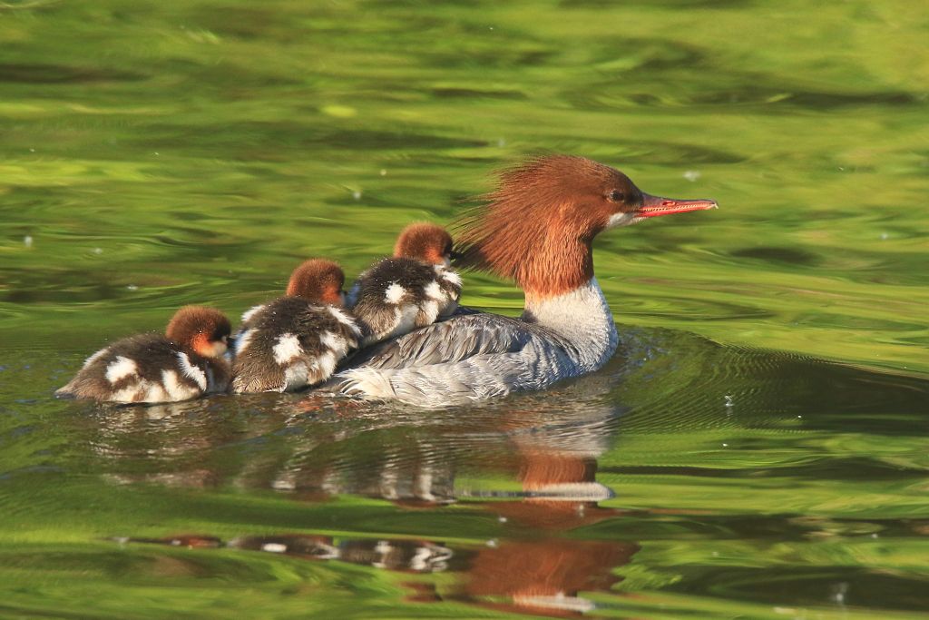 IMAGE: http://i812.photobucket.com/albums/zz47/squirl035/IMG_4838%20sm.jpg