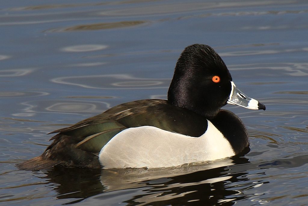 IMAGE: http://i812.photobucket.com/albums/zz47/squirl035/IMG_6205%20sm.jpg