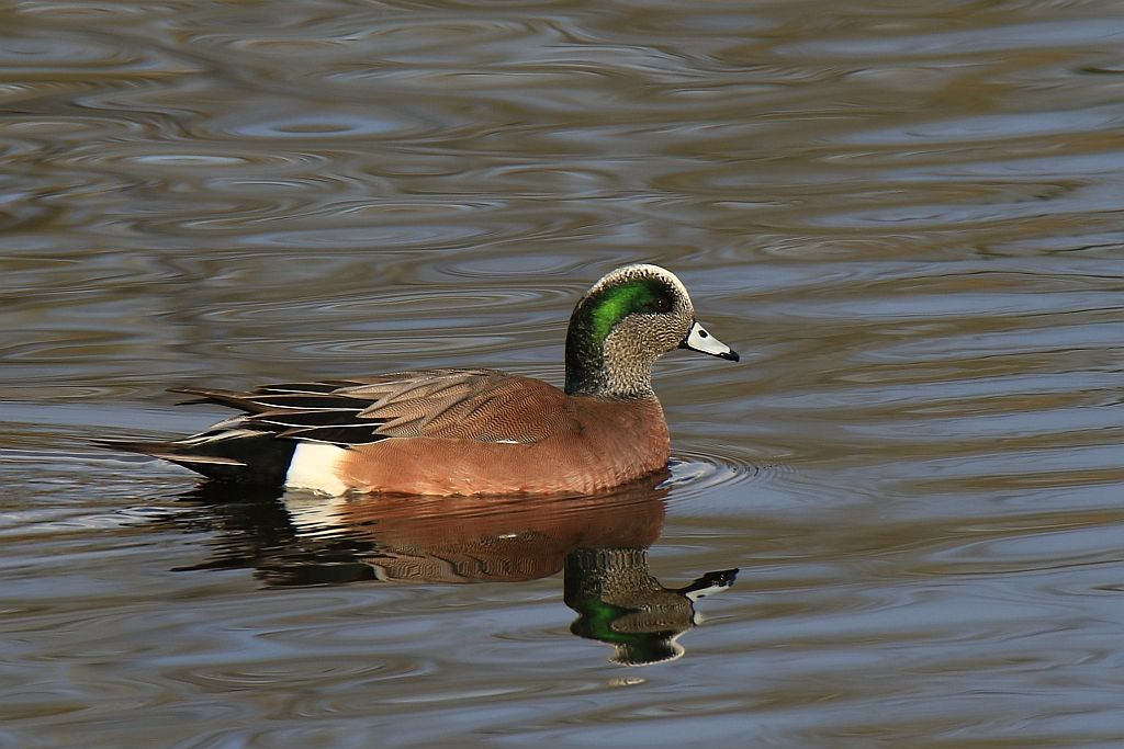 IMAGE: http://i812.photobucket.com/albums/zz47/squirl035/IMG_6214%20crop%20sm.jpg