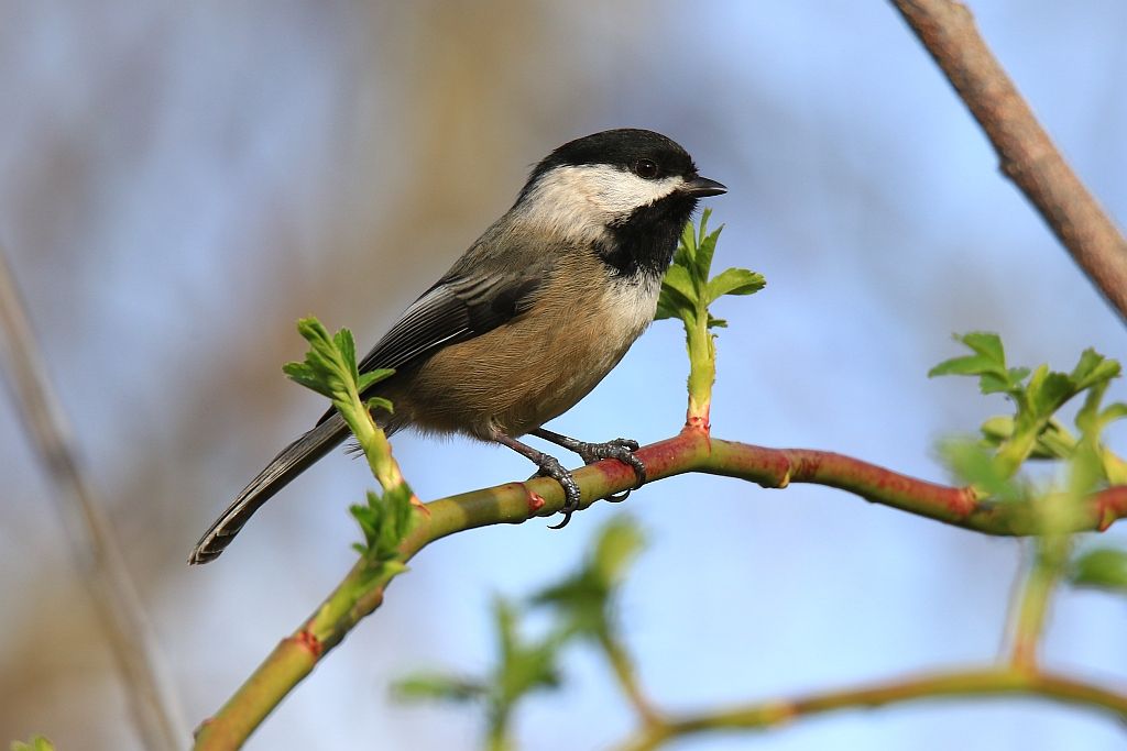 IMAGE: http://i812.photobucket.com/albums/zz47/squirl035/IMG_6232%20sm.jpg