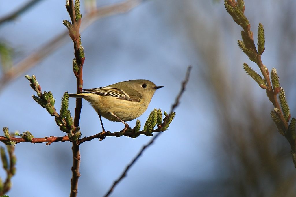 IMAGE: http://i812.photobucket.com/albums/zz47/squirl035/IMG_6257%20crop%20sm.jpg