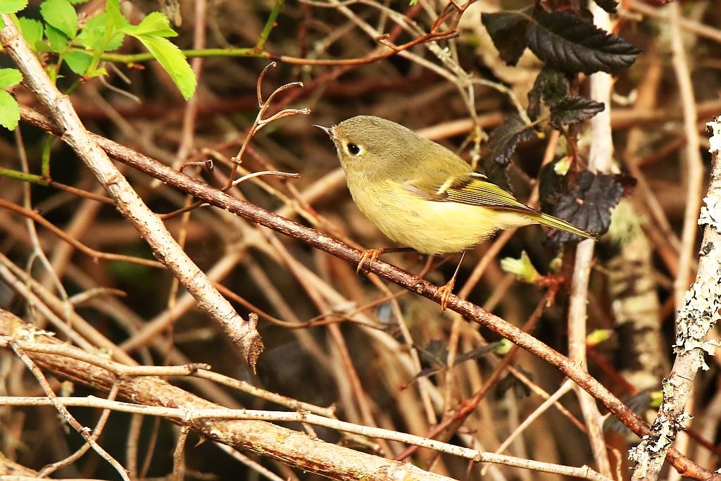 IMAGE: http://i812.photobucket.com/albums/zz47/squirl035/IMG_6410%20crop_filtered%20sm.jpg