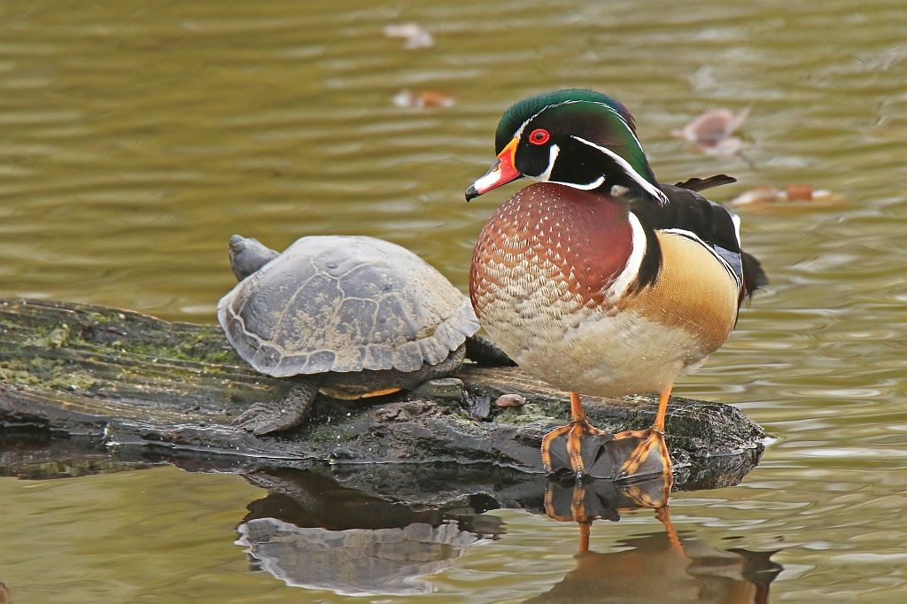 IMAGE: http://i812.photobucket.com/albums/zz47/squirl035/IMG_6546%20crop_filtered%20sm.jpg