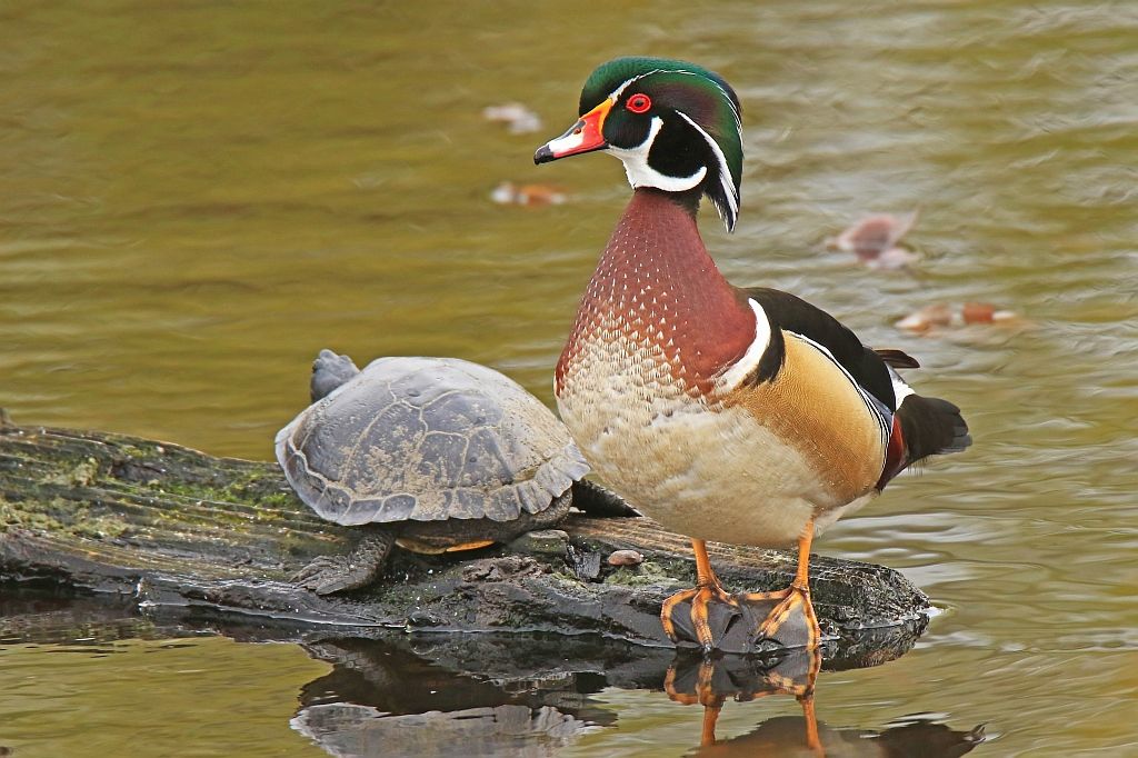 IMAGE: http://i812.photobucket.com/albums/zz47/squirl035/IMG_6550%20crop_filtered%20sm.jpg