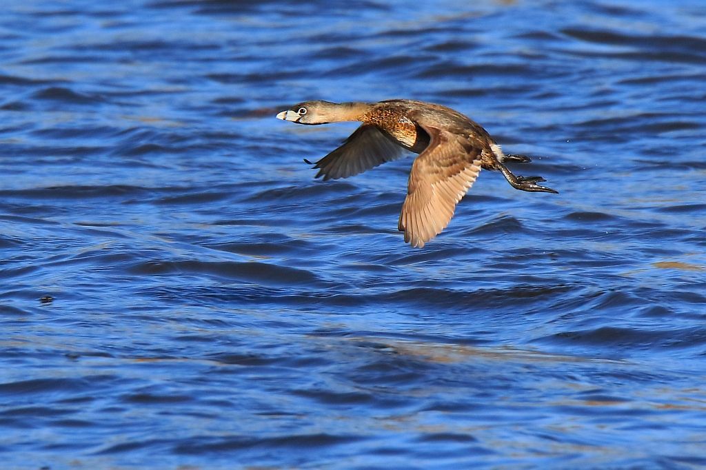 IMAGE: http://i812.photobucket.com/albums/zz47/squirl035/IMG_7010%20crop_filtered%20sm.jpg