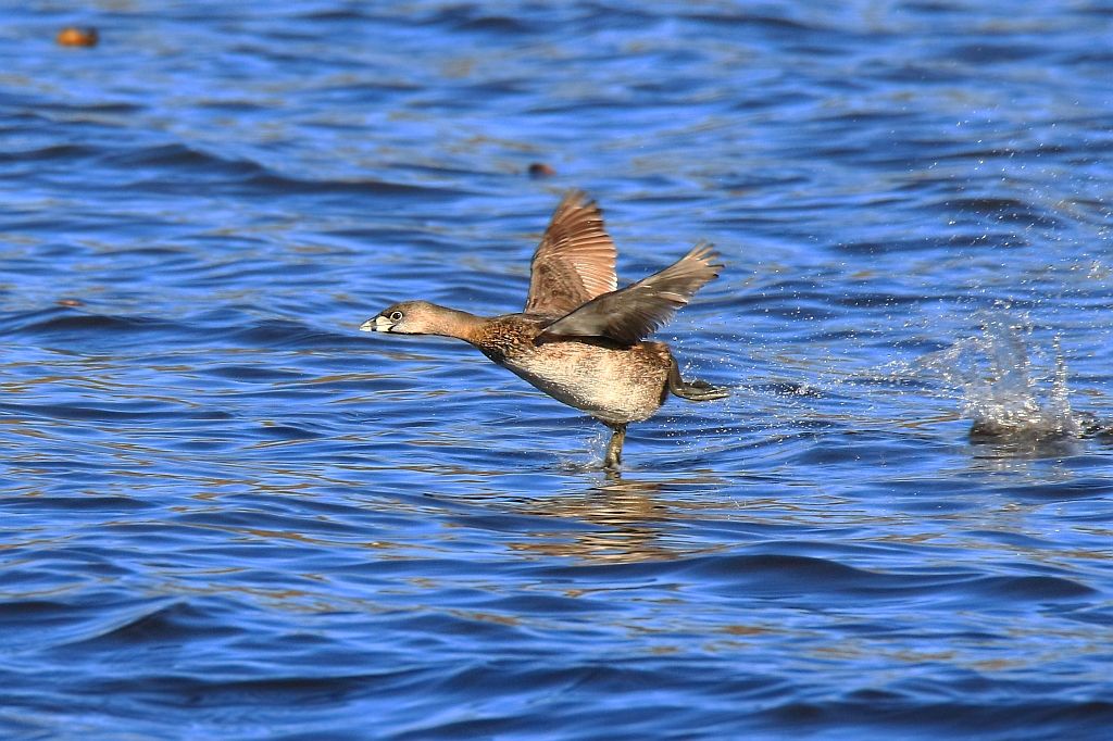 IMAGE: http://i812.photobucket.com/albums/zz47/squirl035/IMG_7037%20crop%20sm.jpg