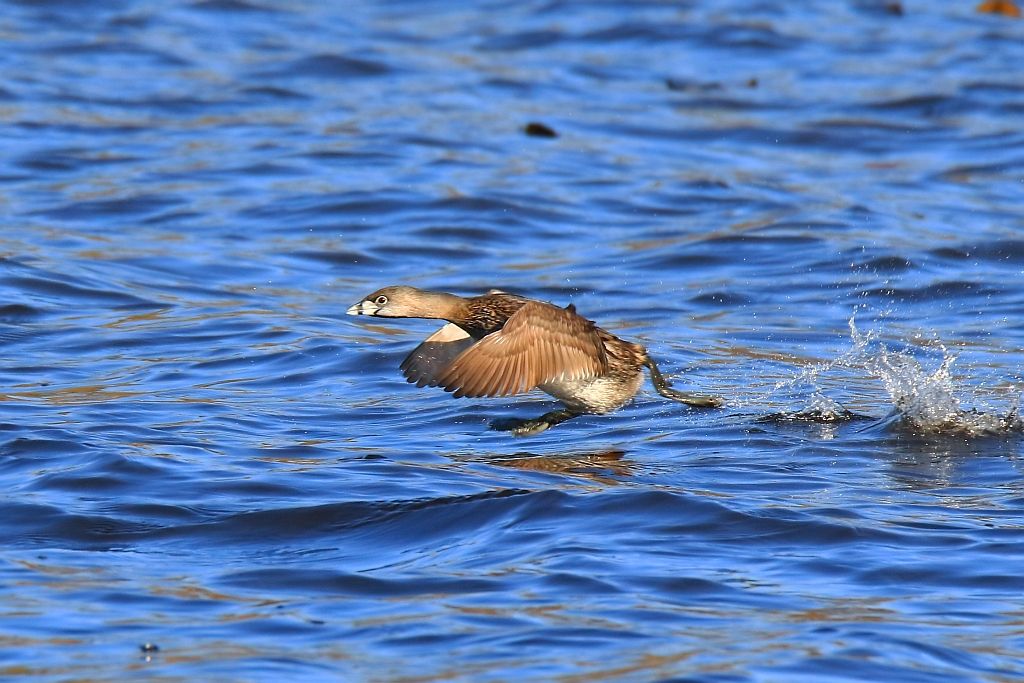 IMAGE: http://i812.photobucket.com/albums/zz47/squirl035/IMG_7039%20crop_filtered%20sm.jpg