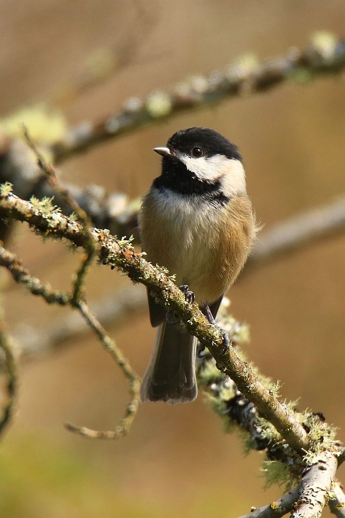 IMAGE: http://i812.photobucket.com/albums/zz47/squirl035/IMG_7109%20vert%20sm.jpg